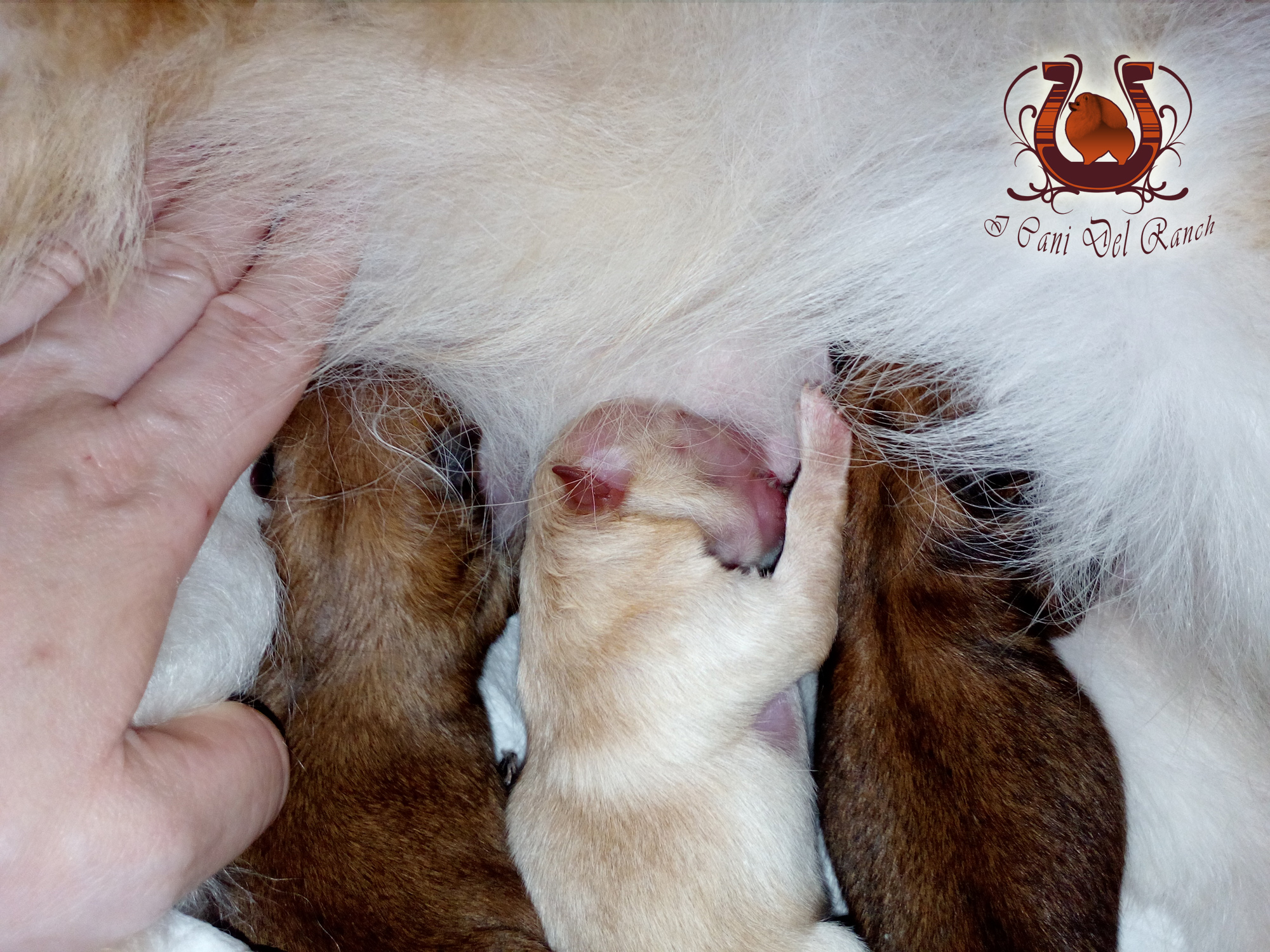 cuccioli di volpino di pomerania